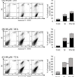 4Ac Q And Quercetin Q Induced Apoptosis And Necrosis In HepG2 Cells