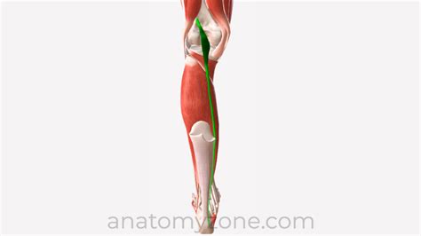 Popliteus Origin Insertion Action D Model Anatomyzone Images