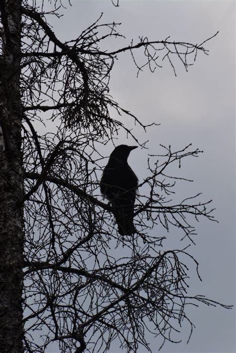 Crow on Leafless Tree