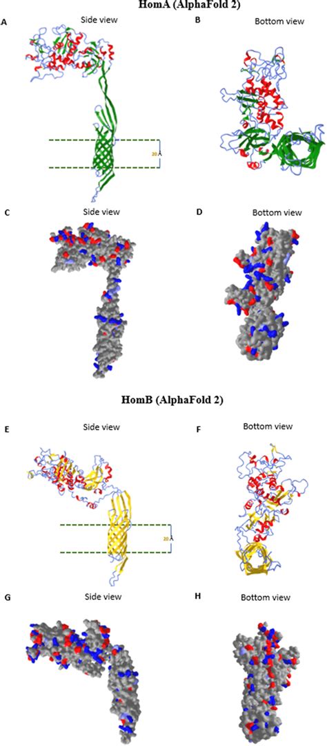 Alphafold D Structure Prediction Of Homa And Homb Ah D