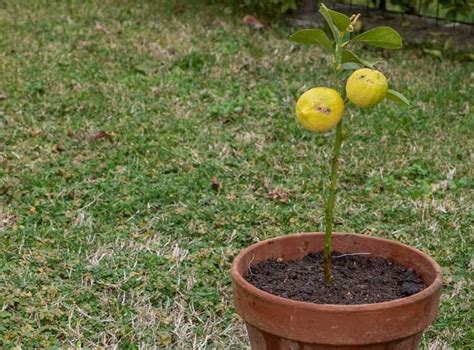 Coltivare La Pianta Di Limone In Vaso Ecco Tre Consigli