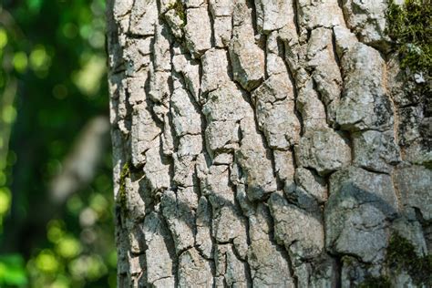 The Beauty of Persimmon Tree Bark: Characteristics and Uses - Minneopa ...