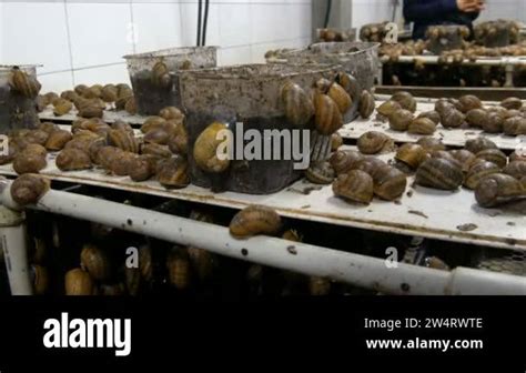 Cold Chamber For The Number Of Snails On A Snail Farm A Delicacy With