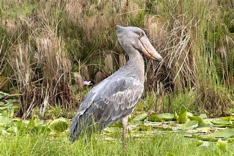 Full Day Mabamba Swamp Shoebill Tour Tinggly