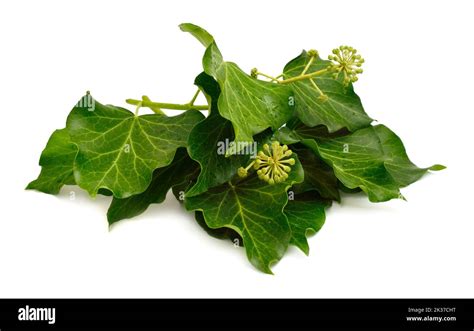 Hedera Helix English Ivy European Ivy Or Just Ivy Isolated On White