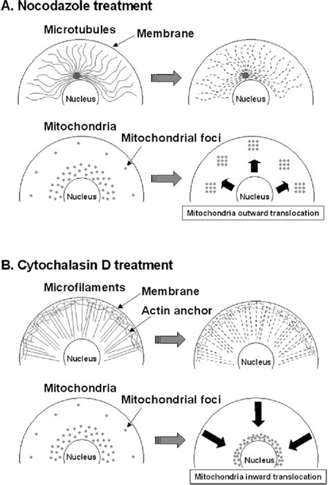 Schematic Diagram Showing The Effect Of Nocodazole And Cytochalasin D