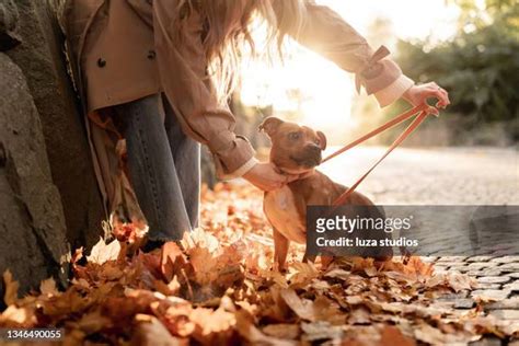 370 Dog Knotted In Woman Stock Photos High Res Pictures And Images