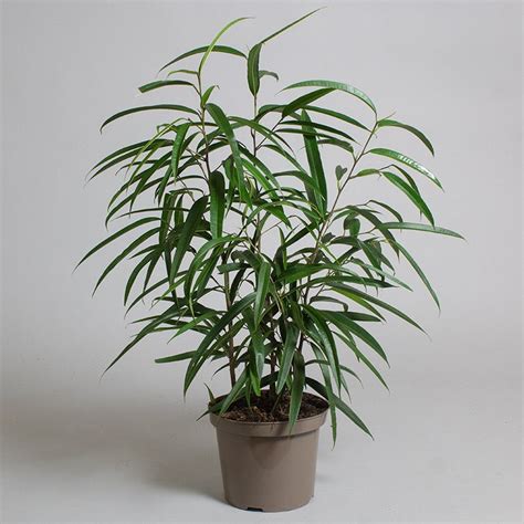 Ficus Binnendijkii Alii 5L Pot Etsy UK