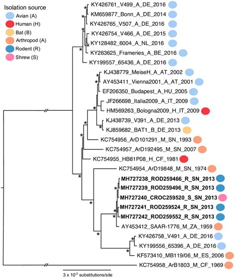 A Maximum Likelihood Phylogenetic Tree Estimated Using 28 USUV