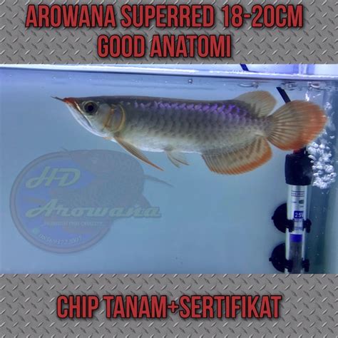 Jual Arowanaarwana Super Red 18 20cm Sertifikat Shopee Indonesia