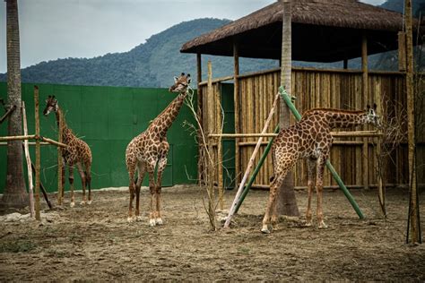 Após morte de quarta girafa Ministério Público pede acesso irrestrito