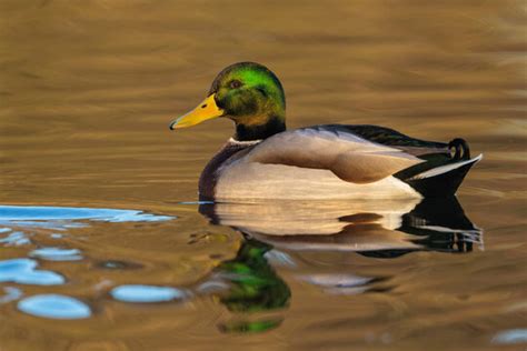 Drake Mallard Images Browse 29 Stock Photos Vectors And Video