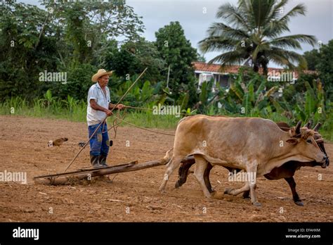 Tierras de cultivo cubanas fotografías e imágenes de alta resolución