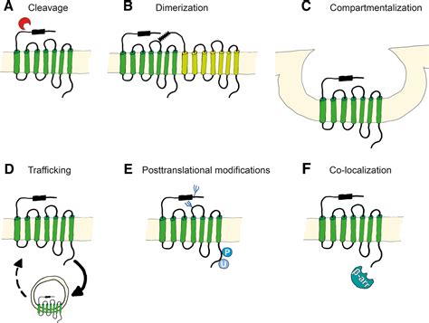 Protease Activated Receptors PARs Mechanisms Of Action And Potential