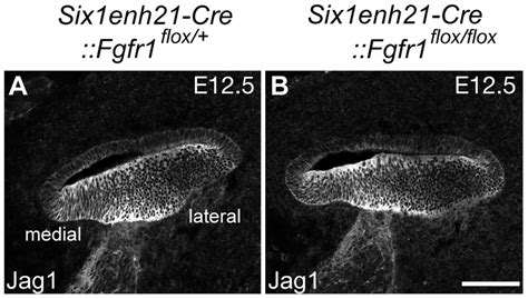 Sox2 Down Regulation Is Independent Of Jag1 Action A B Expression