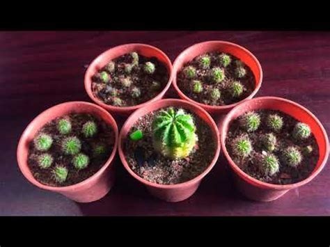 How To Propagate Cactus From Pups Offsets Echinopsis YouTube