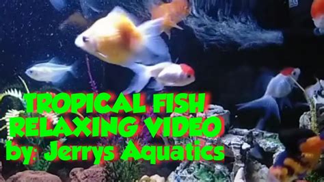 Stunning Aquarium & The Best Relaxing Music|SLEEP MUSIC - YouTube