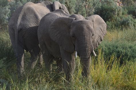 Namibia Elefante Foto Gratuita No Pixabay Pixabay