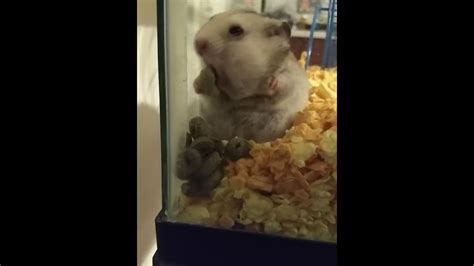 Hamster Emptying Cheek Pouches Youtube