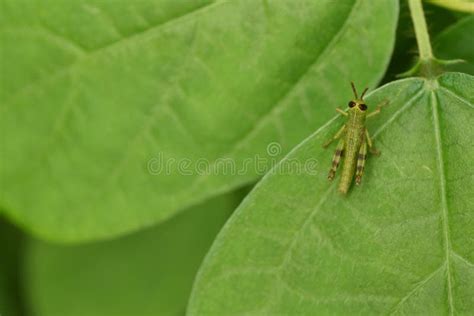 Baby Grasshopper on the Leaf Stock Photo - Image of locust, background ...