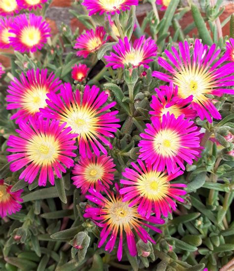 Delosperma Suntropics Purple Proctors Nursery