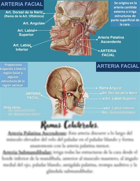 SOLUTION Arteria Facial Ramas Colaterales Y Terminales Studypool