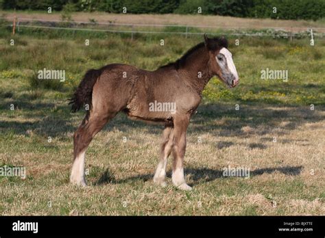 Shire Horse foal Stock Photo - Alamy