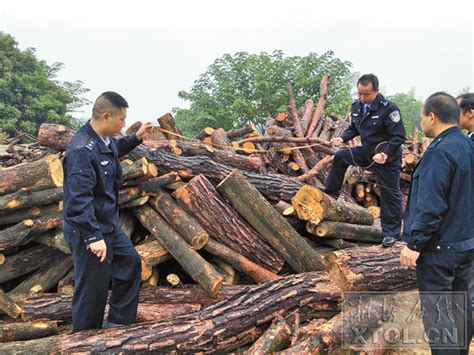 三家经营户非法收购木材被查处 森林