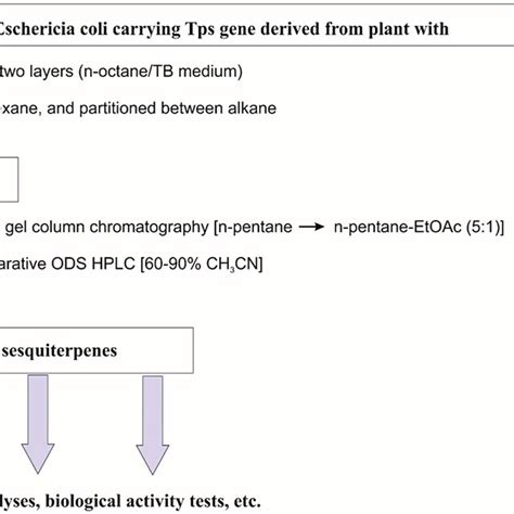 The De Novo Biosynthesis Sesquiterpenes α‐farnesene And Bisabolene Are