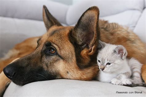 ¿cómo Hacer La Presentación Entre Un Perro Y Un Gato