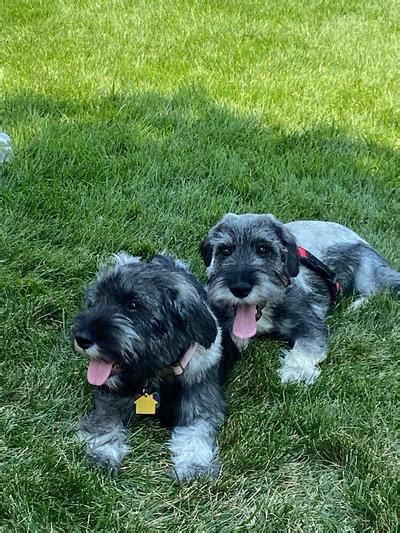 What Are Schnauzer Puppies Worth