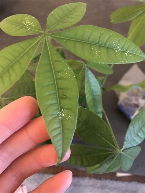 Money Tree Leaves Turning Yellow With Brown Spots Devorah Pauley