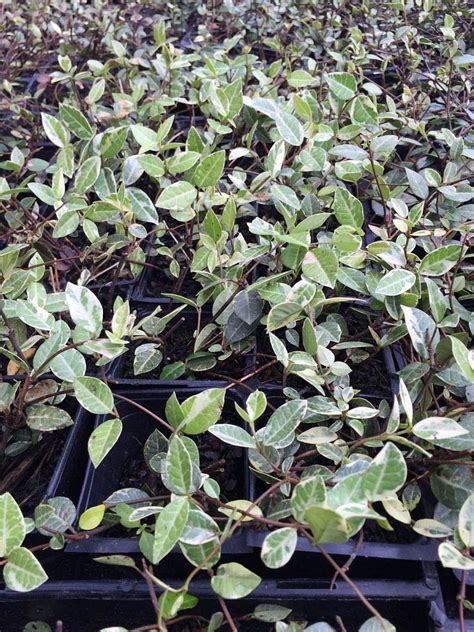 Buy Trachelospermum Jasminoides Confederate Jasmine Gallon Live