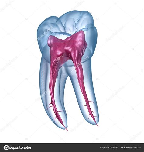 Dental Root Anatomy First Mandibular Molar Tooth Medically Accurate