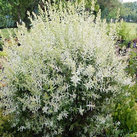 Dappled Willow Salix Integra Hakuro Nishiki Wilnos Twig Farm Online Nursery Buy Shrubs