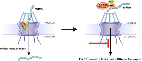 Molecular Basis For Influenza Virus Ns1 Protein Block Of Mrna Nuclear