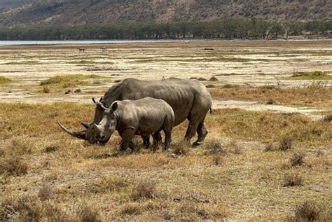 Lake Nakuru National Park Safari Alderley Tours Travel