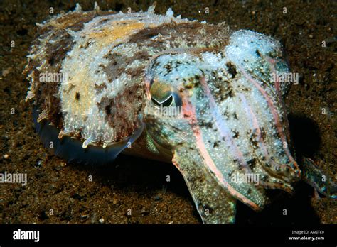 Needle Cuttlefish Sepia Aculeata At Night Dumaguete Negros Island