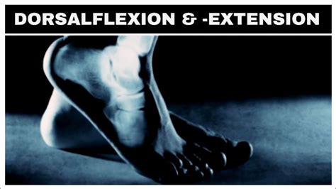 Dorsalflexion Dorsalextension Plantarflexion Palmarflexion Kurze