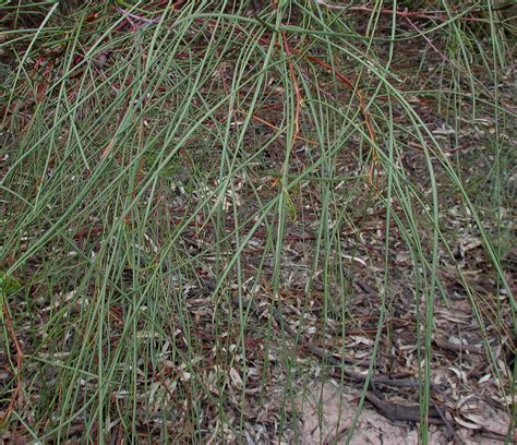 Flower Gallery :: Mimosaceae :: AAAA6125