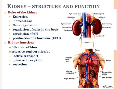 Kidney structure and function mee