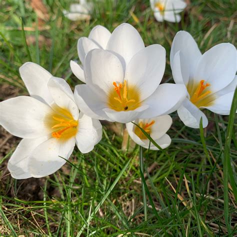 Crocus Chrysanthus Ard Schenk Crocus Ard Schenk In GardenTags