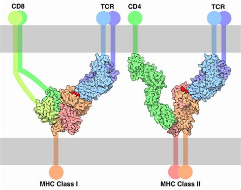 T Cell Wikidoc