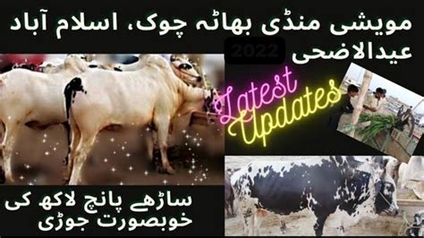 Bhatta Chowk Mandi Latest Update Islamabad Cow Mandi Info