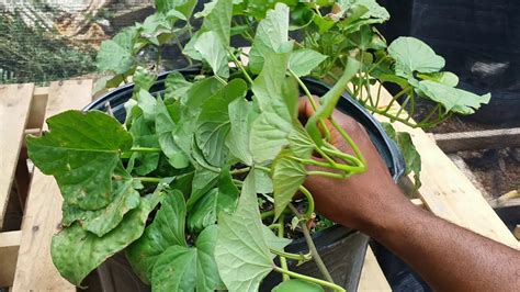 Cutting A Sweet Potato Vine Slip For Planting Youtube