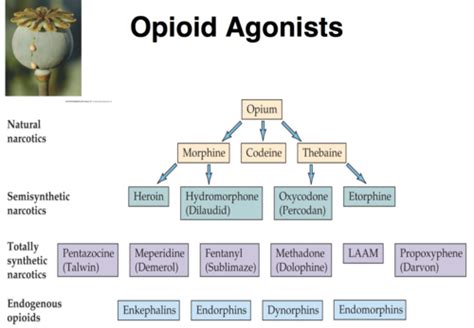 Opioids Flashcards Quizlet