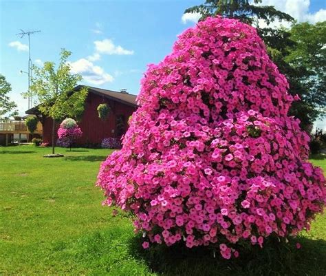 petunia tree beat  neighbor