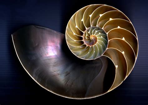 La Espiral Que Nos Impulsa Logia Arte Real De Madrid