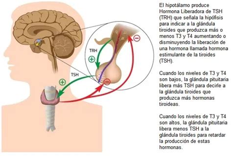 La Gu A Completa De Tus Hormonas Tiroideas Qu Es La T Y T