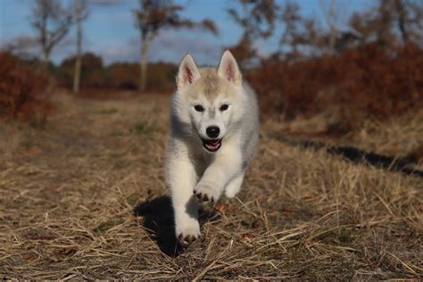 Chiots Husky Sib Rien Uncompagnon Fr